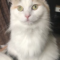 もんじゃ