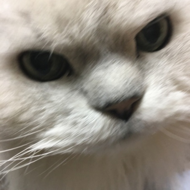 ゆっこレッサーのカバー写真