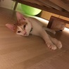 の写真