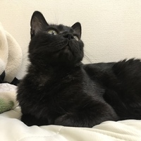 ぽぽ