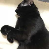全王様