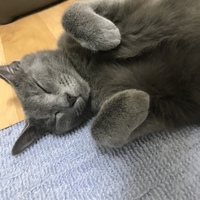 ウィス