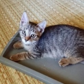 シジミちゃん里親様募集中