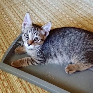 シジミちゃん里親様募集中