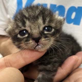 育児放棄 グレー 子猫 予約制