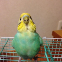 ミント♀