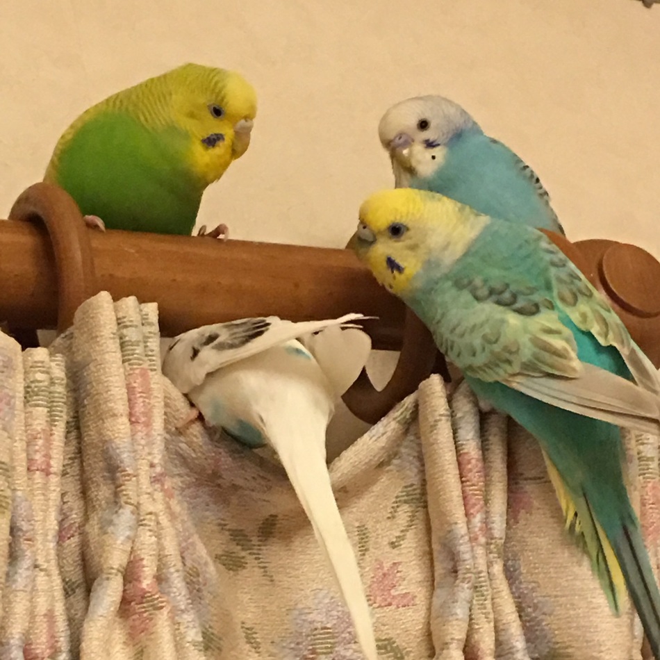ミント♀のカバー写真
