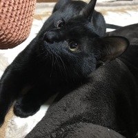 ノア