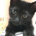 生後約4ヶ月の雑種猫です。名前はククです。