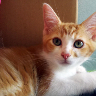 ふわふわ兄妹べるにゃちゃん