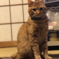 ことら
