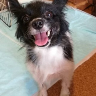 パピヨンのあやめちゃん