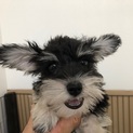 ミニチュアシュナウザー 仔犬 ブラック&シルバー