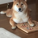 大事に育ててくださる方募集