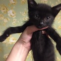 黒猫きょうだいの里親さん募集！