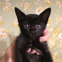 黒猫きょうだいの里親さん募集！