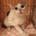 〈お試し中！〉白三毛テンちゃん☆約4ヶ月