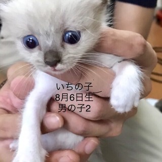 多頭飼養崩壊の子猫②