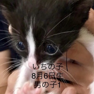 多頭飼養崩壊の子猫④