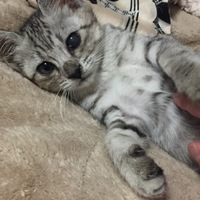 すず