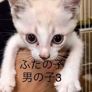 多頭飼養崩壊の子猫⑤