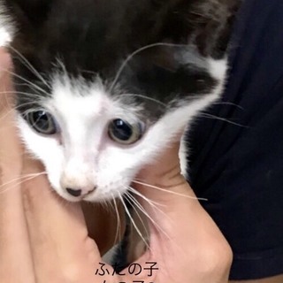 多頭飼養崩壊の子猫⑥