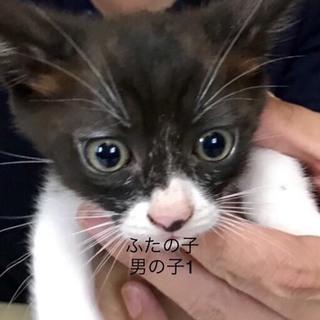 多頭飼養崩壊の子猫⑦