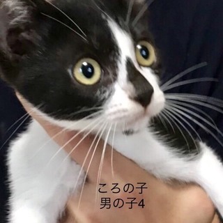 多頭飼養崩壊の子猫⑧