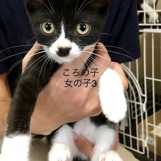 多頭飼養崩壊の子猫⑨