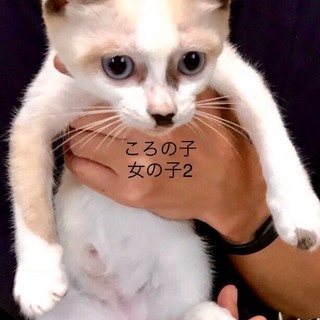 多頭飼養崩壊の子猫⑩