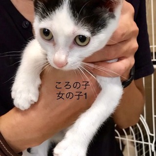 多頭飼養崩壊の子猫11