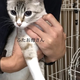 多頭飼養崩壊からレスキュー①