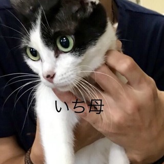 多頭飼養崩壊からレスキュー②