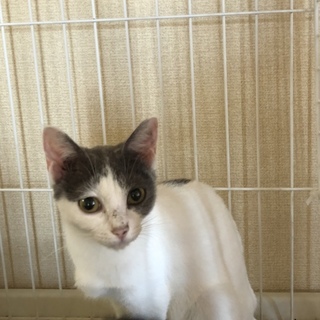 多頭飼養崩壊からレスキュー③