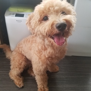 元気いっぱいのマルプーです