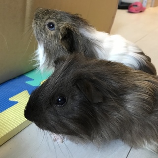 モルモット 雄2匹