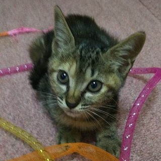 キジトラ子猫　キジちゃん♀