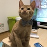 トッティ