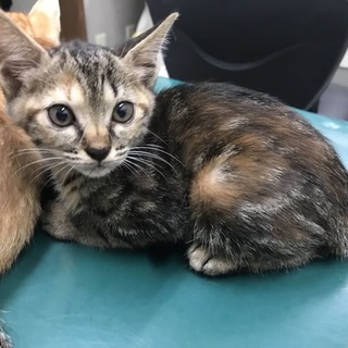 キジうずまきちゃん♀