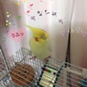 めいそらぽぽちゃん