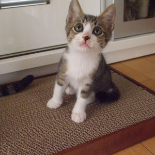 活発なチト君 （1.5ヶ月）