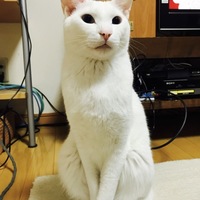 ルー