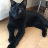 ジジ