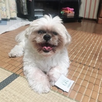 森本 ロミオ