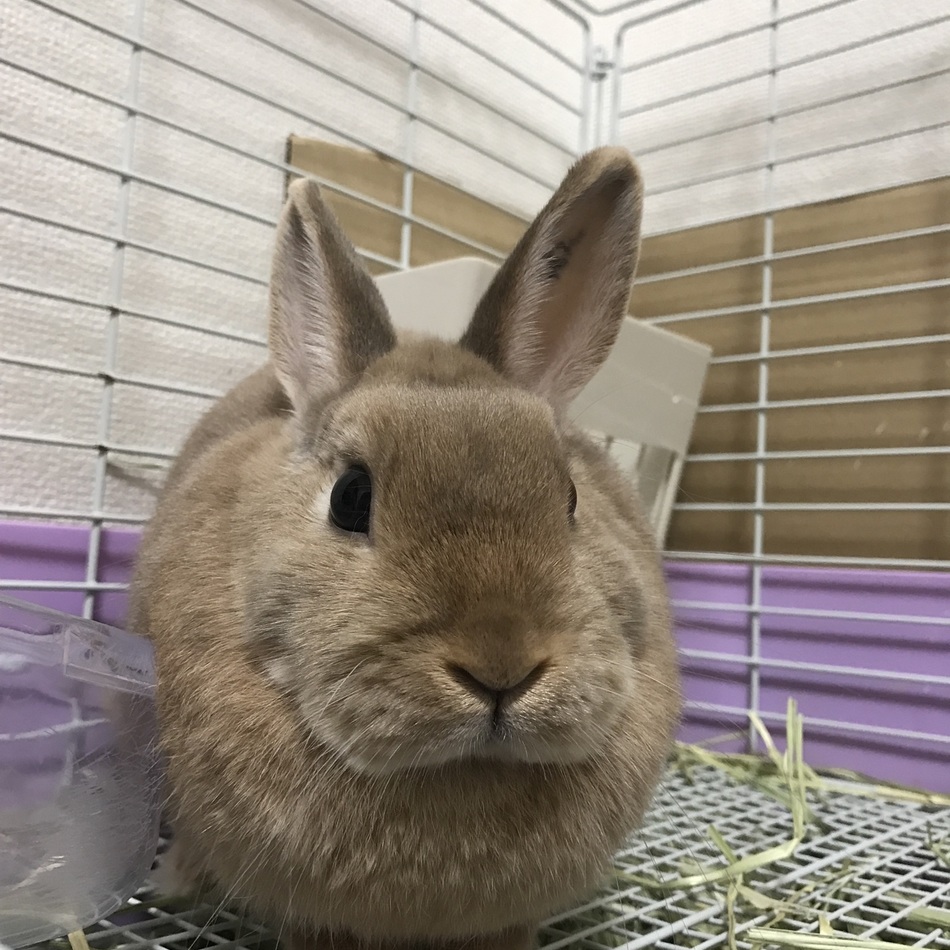 杏のカバー写真