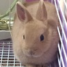 調子良い時のあんず