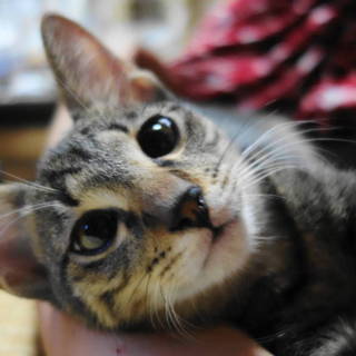 一緒に遊んで一緒に寝てくれる？愛らしい男の子です