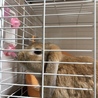 耳が垂れた可愛いうさぎ！ サムネイル2