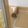 耳が垂れた可愛いうさぎ！ サムネイル3