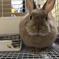 ネザー女の子 2歳 里親さん募集！